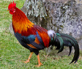 Feral rooster on Kauai, HI
