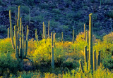 Saguaro Forest, Organ Pipe Cactus National Monument, AZ