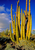 Organ pipe cactus, Organ Pipe Cactus National Monument, AZ