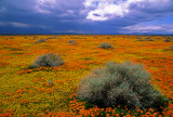 Poppies, goldfields, and sagebrush. Antelope Valley, CA
