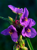 Spiderwort, Illinois Beach State Park, Lake County, IL