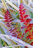 (CR28) Frosted grasses, Red Mountain Pass, CO