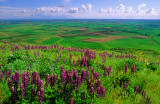 (PNW16) View from Steptoe Butte in the Palouse Country, WA
