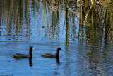 American Coots  0066