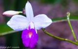 CLM_1249.jpg - Bamboo Orchid