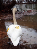 L07 showing brownish streaking on head and neck of breeding adult plumage.