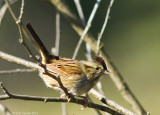 White-throated Sparrow, female; 2011, BESP