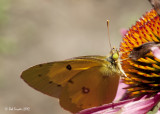 Orange Sulphur: on coneflower