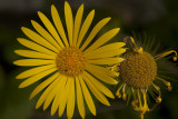 Yellow Flower
