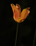 Tulip