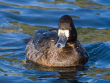 Lesser Scaup