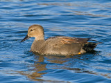 Gadwall