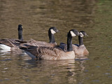 Taverners in front of Ridgways Cackling Goose