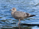 Thayers Gull