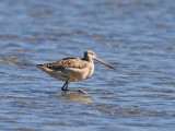 Marbled Godwit