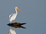 American White Pelican