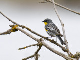 Audubons Warbler