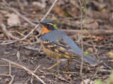 Varied Thrush