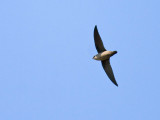 Vauxs Swift