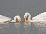 American White Pelican