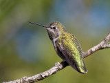 Annas Hummingbird