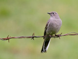 Townsends Solitaire