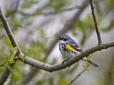 Myrtle Warbler