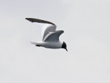 Sabines Gull