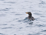 Rhinoceros Auklet