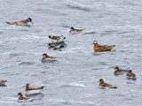 Red and Red-necked Phalaropes