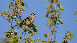 White-crowned Sparrow