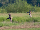 Gadwall