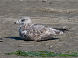 California Gull