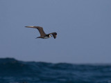 Parasitic Jaeger