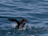 Tufted Puffin