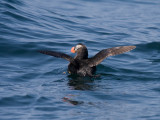 Tufted Puffin