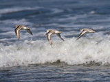 Sanderling