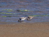 Red-necked Stint