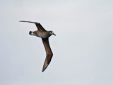 Black-footed Albatross