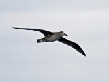 Black-footed Albatross