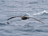 Black-footed Albatross