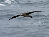 Black-footed Albatross