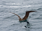 Black-footed Albatross