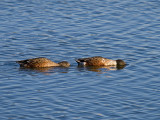 Northern Shoveler