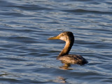 Red-necked Grebe