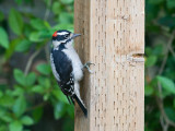 Downy Woodpecker