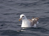 Northern Fulmar