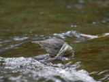 American Dipper