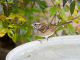 White-throated Sparrow