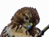 Red-tailed Hawk